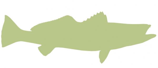 28-INCH SEATROUT BLANK, ECONOMICAL