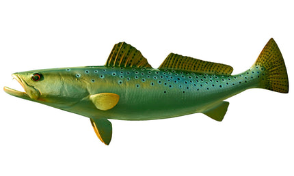 22-INCH SEATROUT