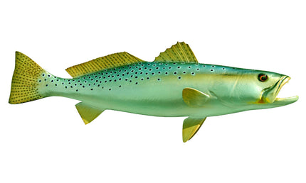 24-INCH SEATROUT (R)