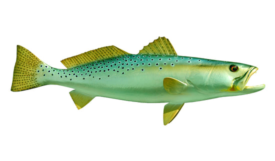 24-INCH SEATROUT (R)