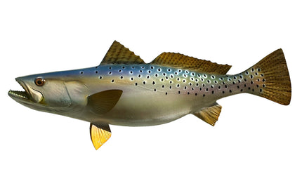 25-INCH SEATROUT