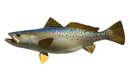 25-INCH SEATROUT
