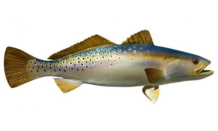 26-INCH SEATROUT