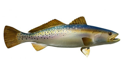 26-INCH SEATROUT