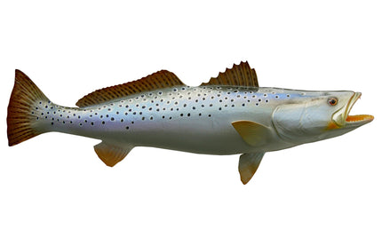 28-INCH SEATROUT