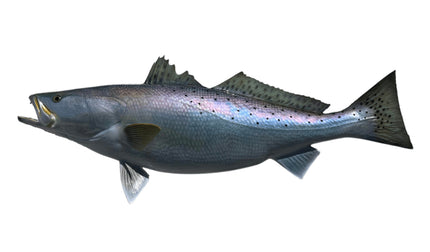 32-INCH SEATROUT