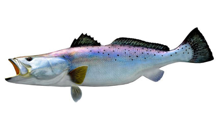 35-INCH SEATROUT