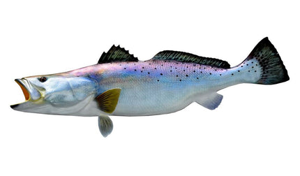35-INCH SEATROUT