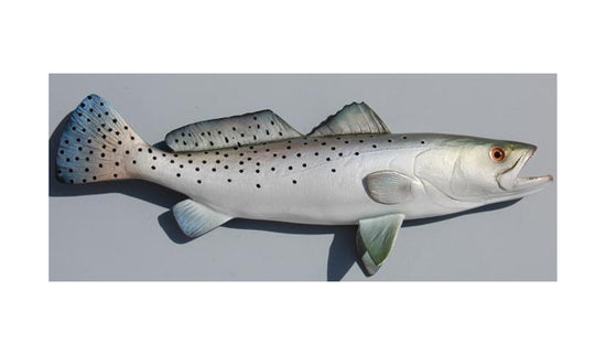 SEATROUT, MINIATURE