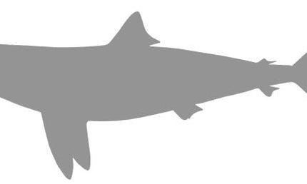 30-INCH BLACKTIP SHARK BLANK, STANDARD