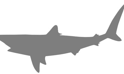 36-INCH BLACKTIP SHARK BLANK, STANDARD