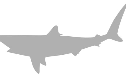 41-INCH BLACKTIP SHARK BLANK, STANDARD