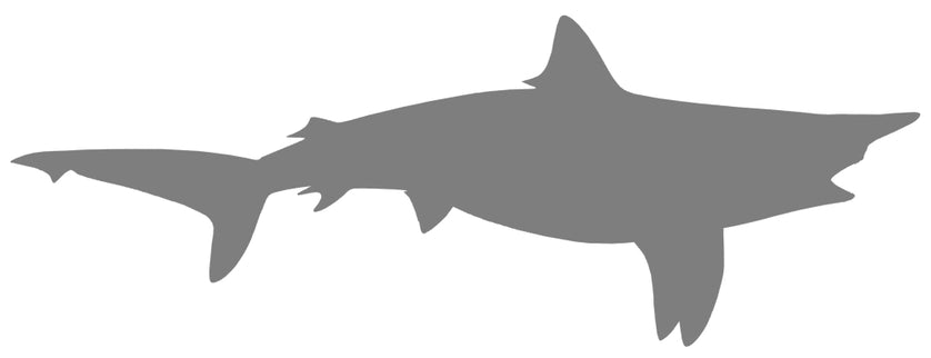 62-INCH BLACKTIP SHARK BLANK, STANDARD