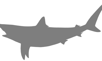 64-INCH BLACKTIP SHARK BLANK, STANDARD