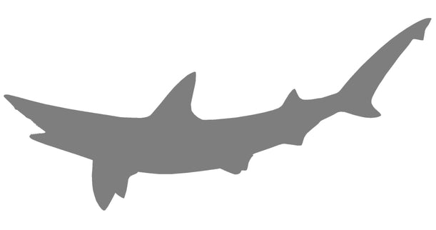 26-INCH BONNETHEAD SHARK BLANK, STANDARD