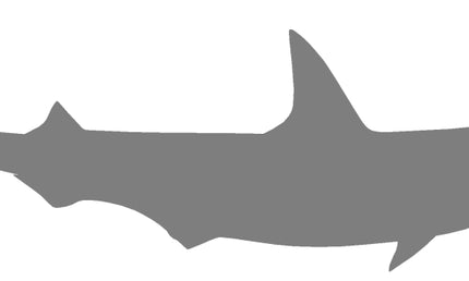31-INCH BONNETHEAD SHARK BLANK, STANDARD