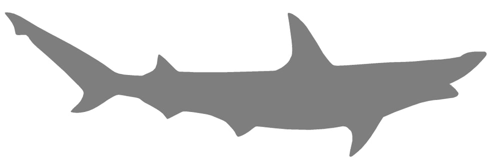 39-INCH BONNETHEAD SHARK BLANK, STANDARD