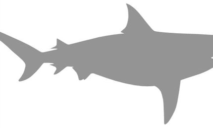 85-INCH BULL SHARK BLANK, STANDARD