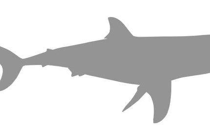 38-INCH GREAT WHITE SHARK BLANK, STANDARD