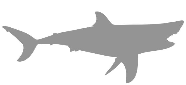 38-INCH GREAT WHITE SHARK BLANK, STANDARD