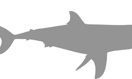 50-INCH GREAT WHITE SHARK BLANK, STANDARD