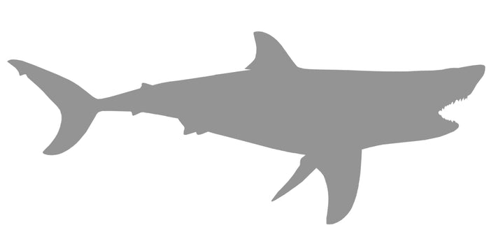 50-INCH GREAT WHITE SHARK BLANK, STANDARD