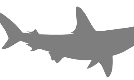46-INCH HAMMERHEAD SHARK BLANK, STANDARD