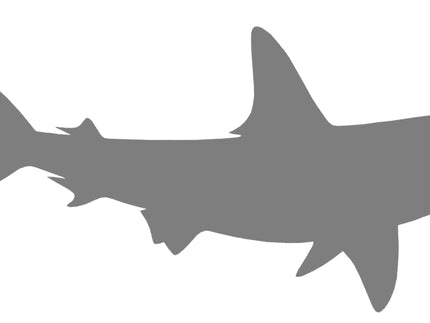 Collection image for: SHARK, HAMMERHEAD BLANKS