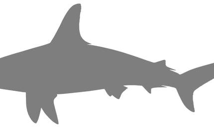 64-INCH HAMMERHEAD SHARK BLANK, STANDARD