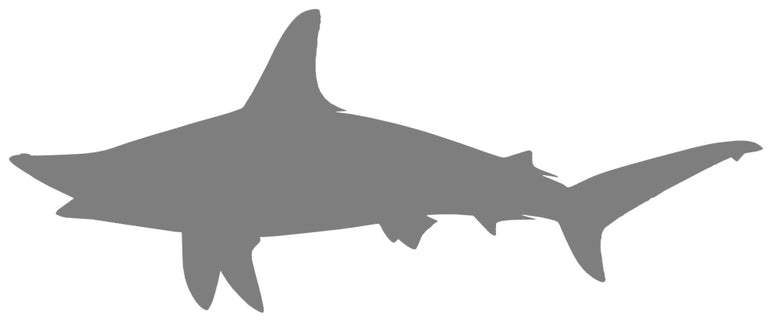 64-INCH HAMMERHEAD SHARK BLANK, STANDARD