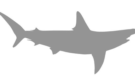 82-INCH HAMMERHEAD SHARK BLANK, STANDARD