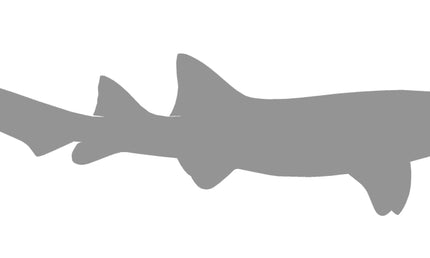 49-INCH NURSE SHARK BLANK, STANDARD
