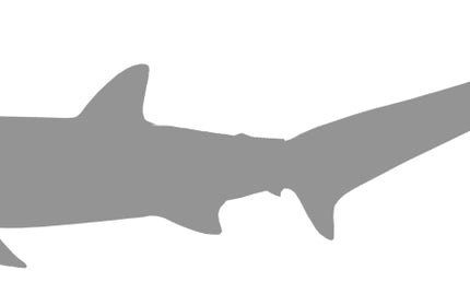 63-INCH THRESHER SHARK BLANK, STANDARD