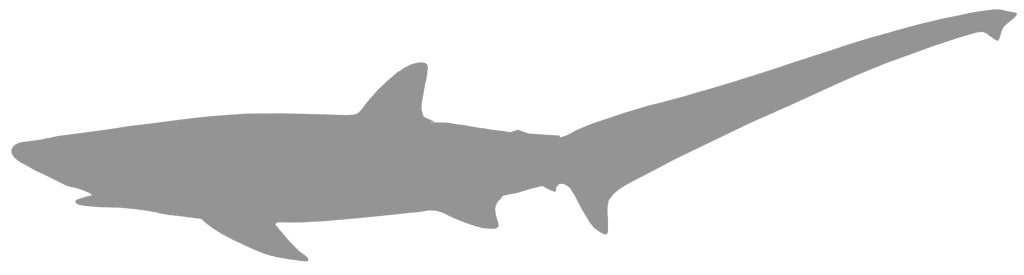 63-INCH THRESHER SHARK BLANK, STANDARD