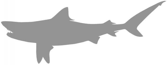 51-INCH TIGER SHARK BLANK, STANDARD