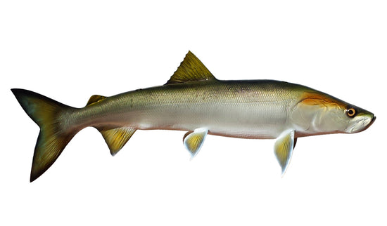 31-INCH SHEEFISH