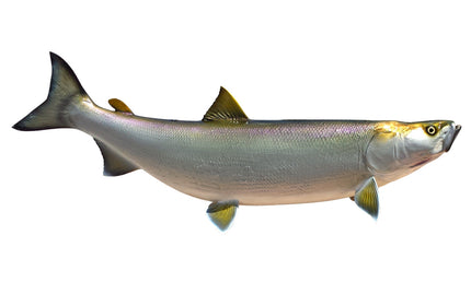 40-INCH SHEEFISH