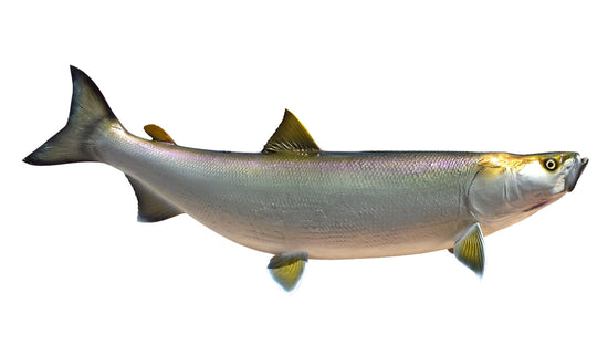 40-INCH SHEEFISH