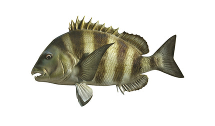 23-INCH SHEEPSHEAD