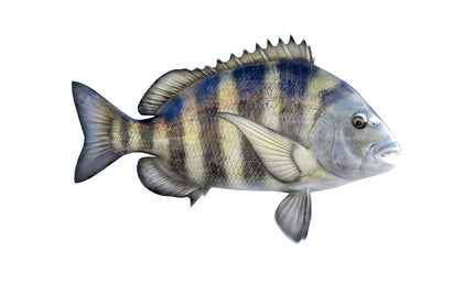 25-INCH SHEEPSHEAD