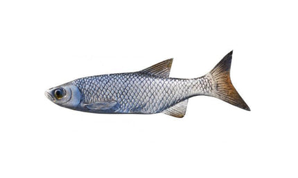 4-INCH MINNOW BAITFISH MOUNT (L)