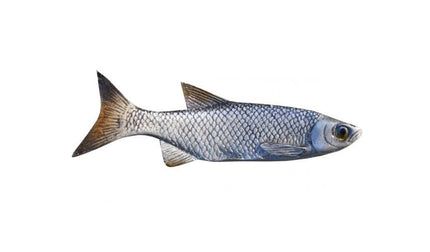 4-INCH MINNOW BAITFISH MOUNT (R)