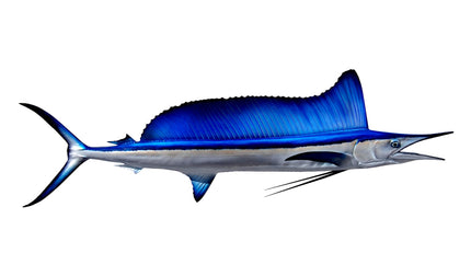 60-INCH SHORTBILL SPEARFISH