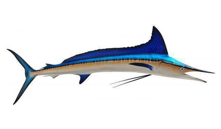 77-INCH SHORTBILL SPEARFISH