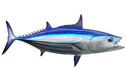 22-INCH SKIPJACK TUNA