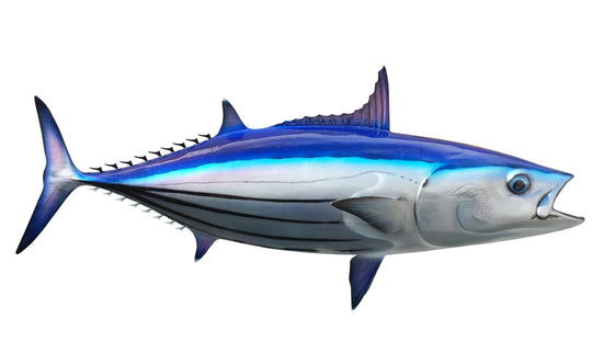 22-INCH SKIPJACK TUNA
