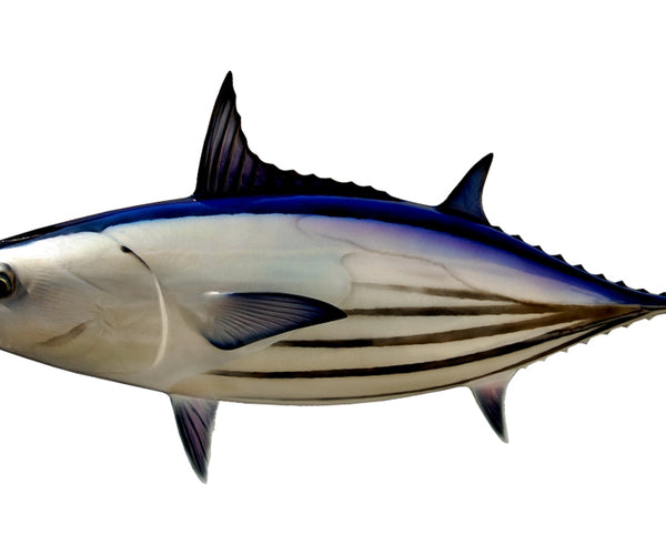 26-INCH SKIPJACK TUNA