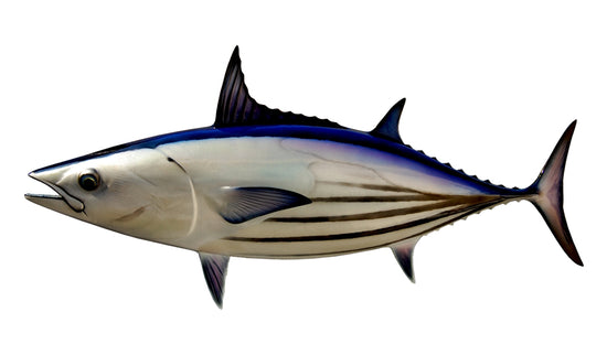 26-INCH SKIPJACK TUNA
