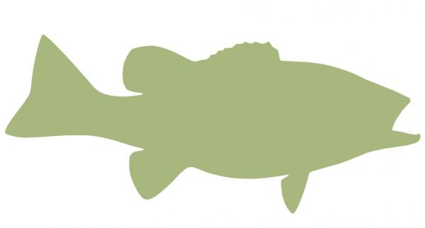 19-INCH SMALLMOUTH BASS BLANK, ECONOMICAL