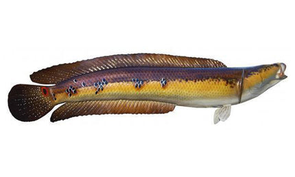 28-INCH SNAKEHEAD